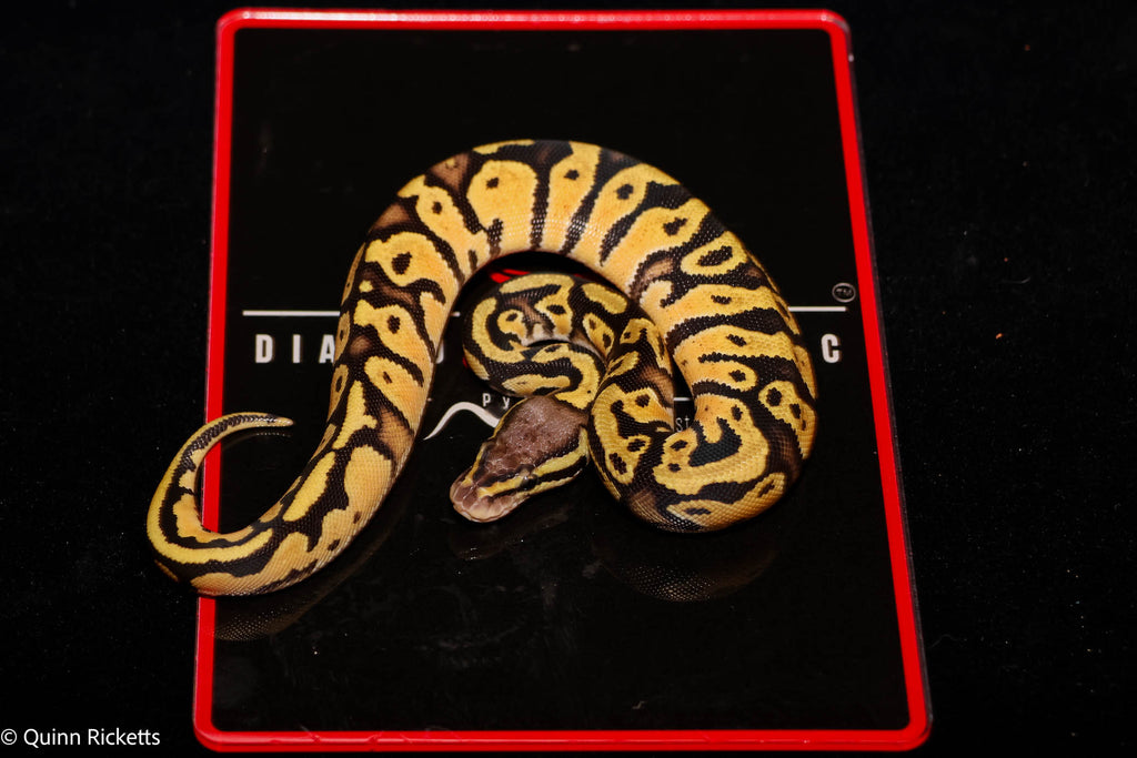 Fire or Vanilla Orange Dream YB Hurricane Leopard Het Desert Ghost Het Piebald