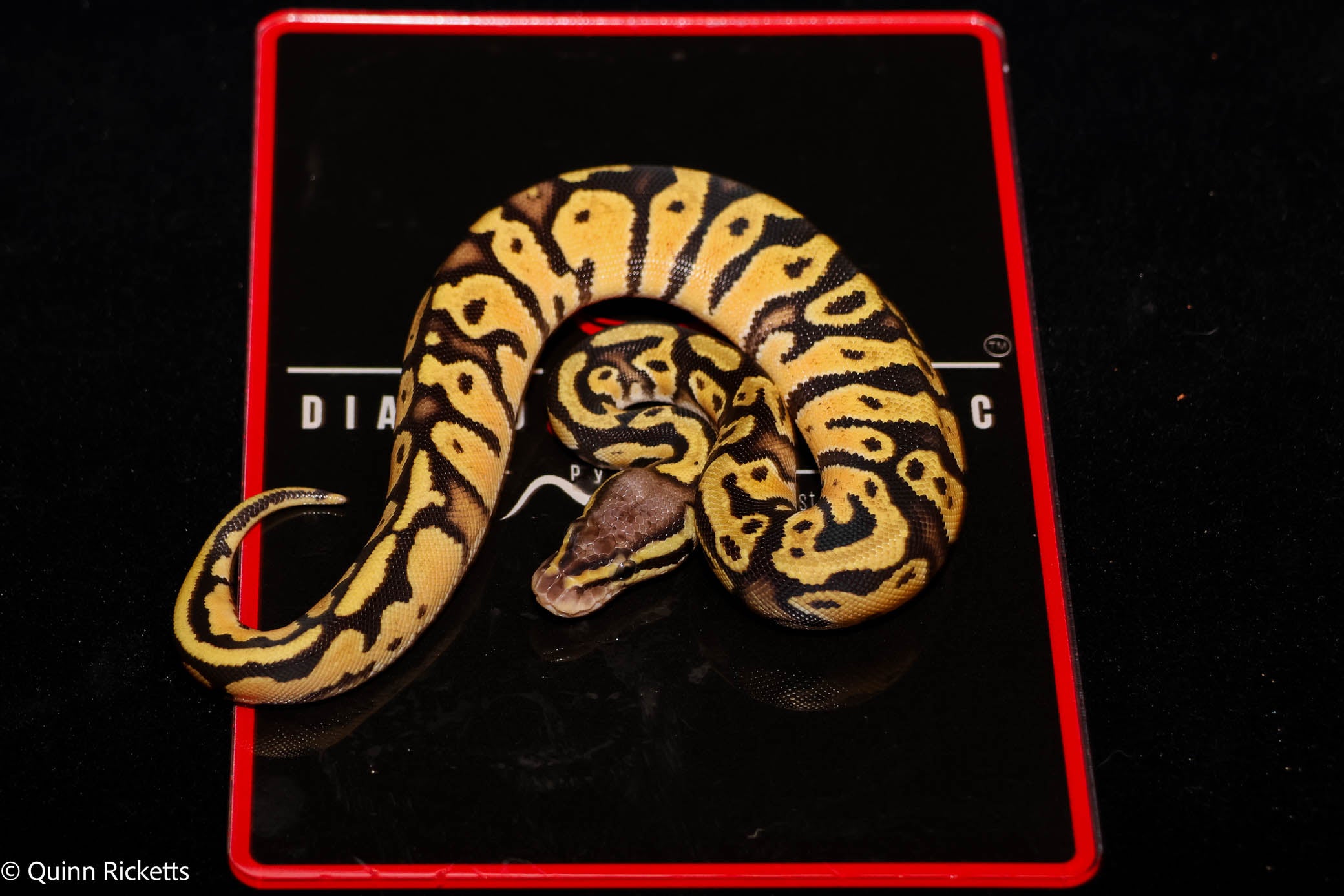 Fire or Vanilla Orange Dream YB Hurricane Leopard Het Desert Ghost Het Piebald