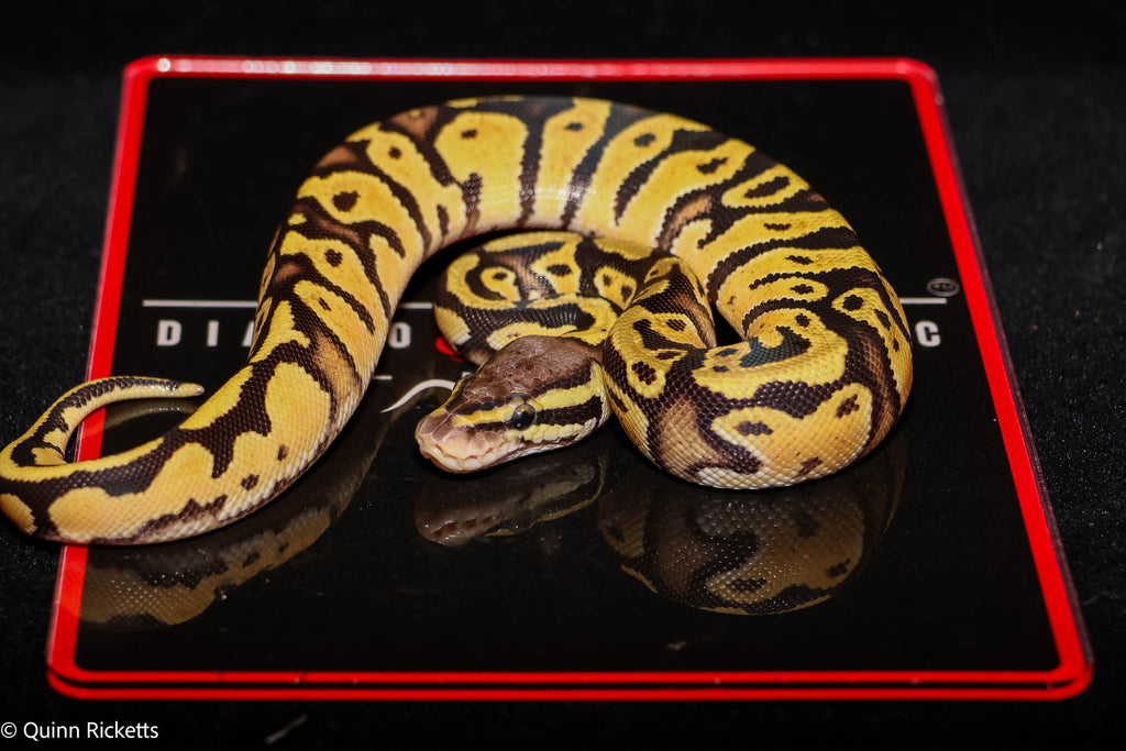 Fire or Vanilla Orange Dream YB Hurricane Leopard Het Desert Ghost Het Piebald