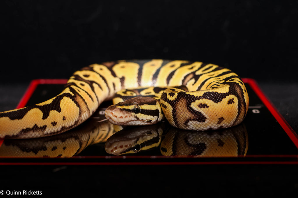 Fire or Vanilla Orange Dream YB Hurricane Leopard Het Desert Ghost Het Piebald