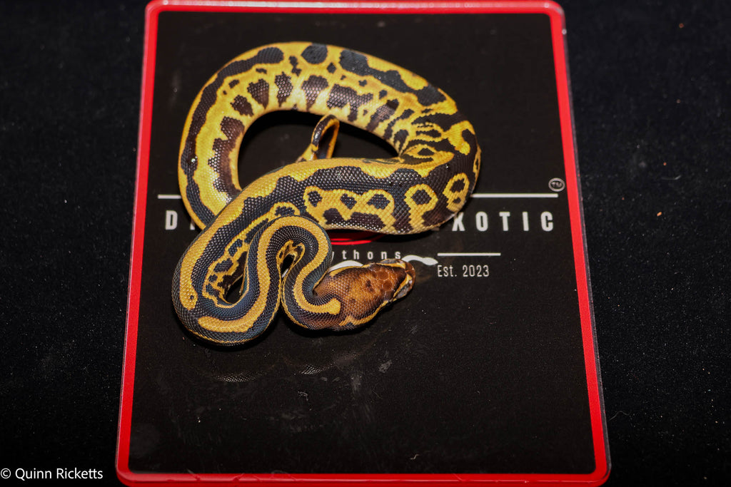 Orange Dream Fire or Vanilla Hurricane Leopard Het Desert Ghost Het Piebald