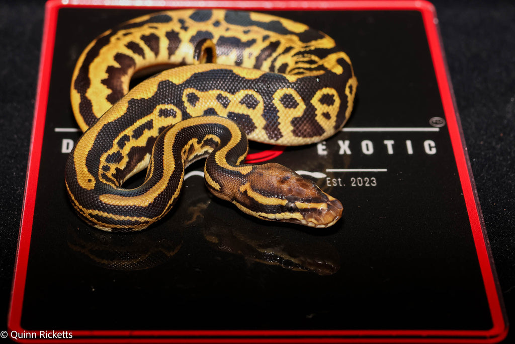 Orange Dream Fire or Vanilla Hurricane Leopard Het Desert Ghost Het Piebald