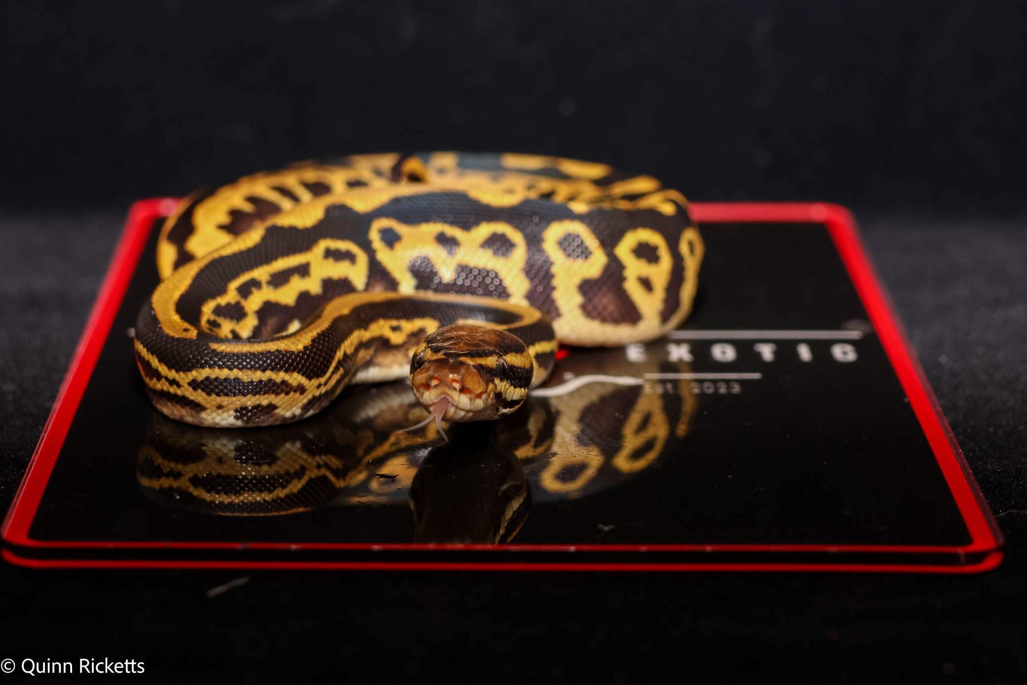 Orange Dream Fire or Vanilla Hurricane Leopard Het Desert Ghost Het Piebald