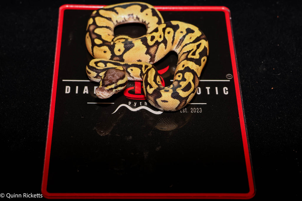 Hurricane Fire or Vanilla Orange Dream Enchi YB Leopard Het Desert Ghost Het Piebald