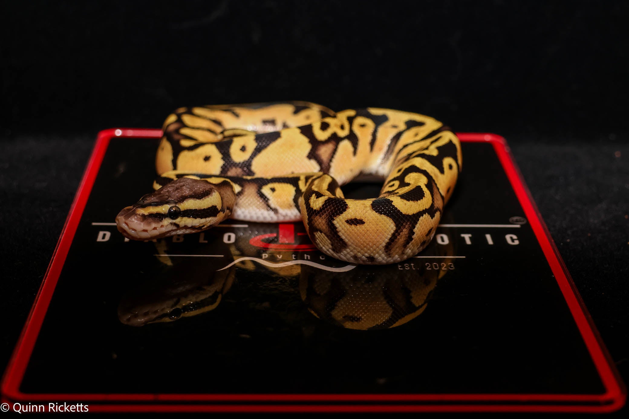 Hurricane Fire or Vanilla Orange Dream Enchi YB Leopard Het Desert Ghost Het Piebald