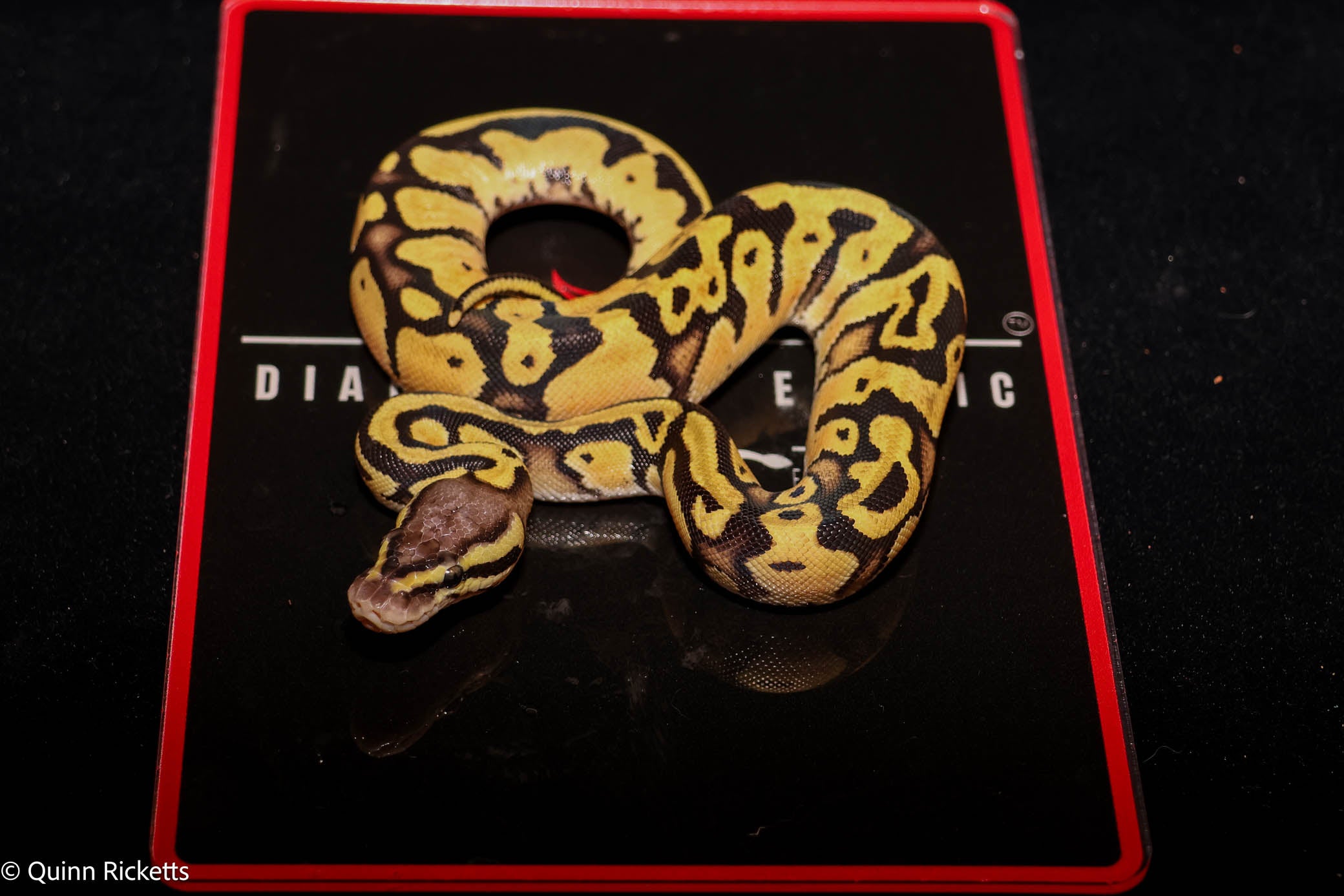 Hurricane Fire or Vanilla Orange Dream Enchi YB Leopard Het Desert Ghost Het Piebald