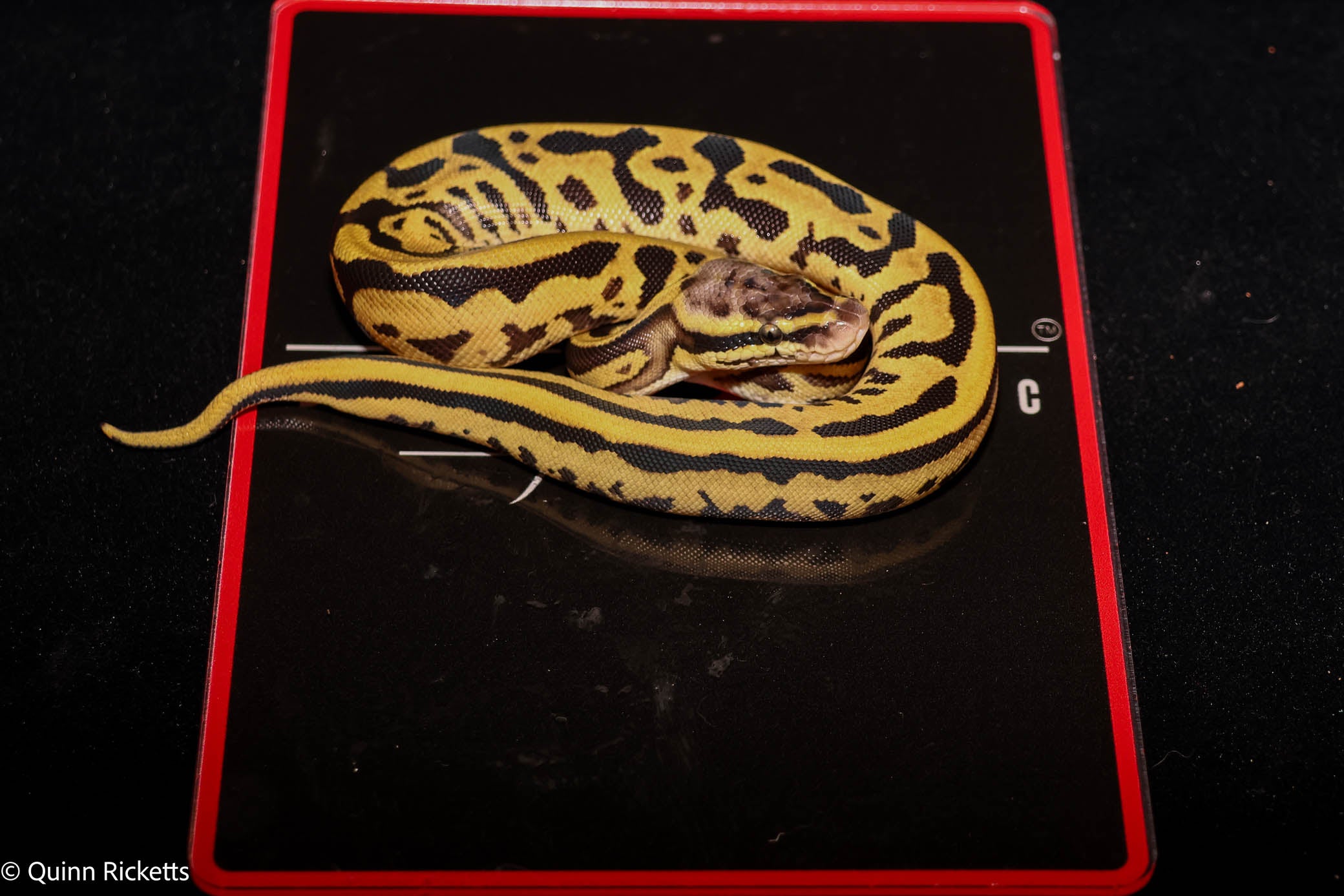 Hurricane Leopard Fire or Vanilla Orange Dream Het Desert Ghost Het Piebald
