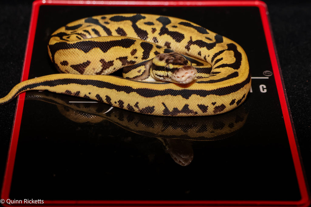 Hurricane Leopard Fire or Vanilla Orange Dream Het Desert Ghost Het Piebald