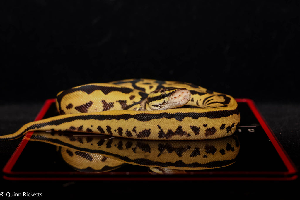 Hurricane Leopard Fire or Vanilla Orange Dream Het Desert Ghost Het Piebald