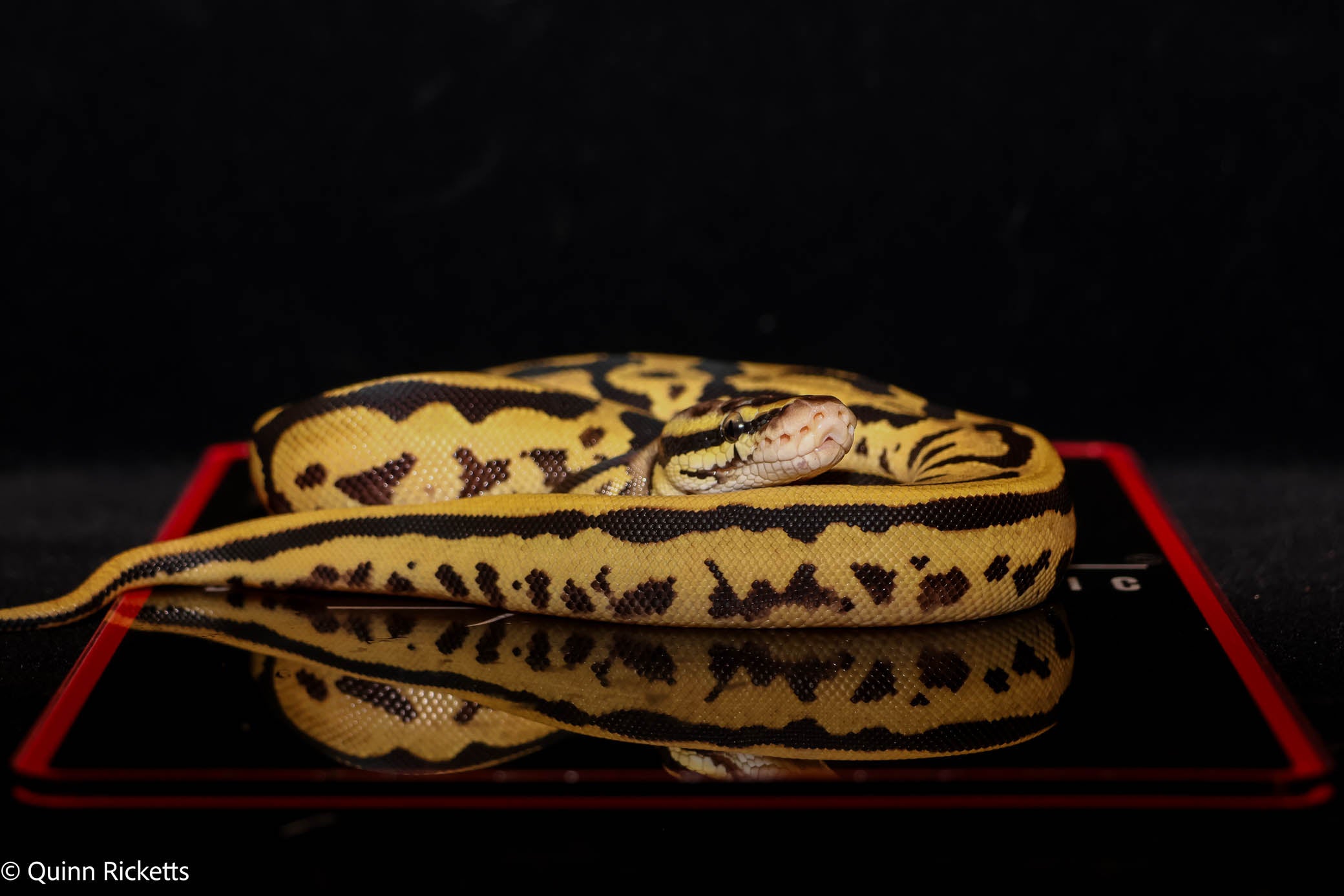 Hurricane Leopard Fire or Vanilla Orange Dream Het Desert Ghost Het Piebald