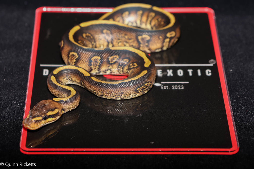 Stranger Orange Dream Spotnose Yellowbelly Clown Het Monsoon