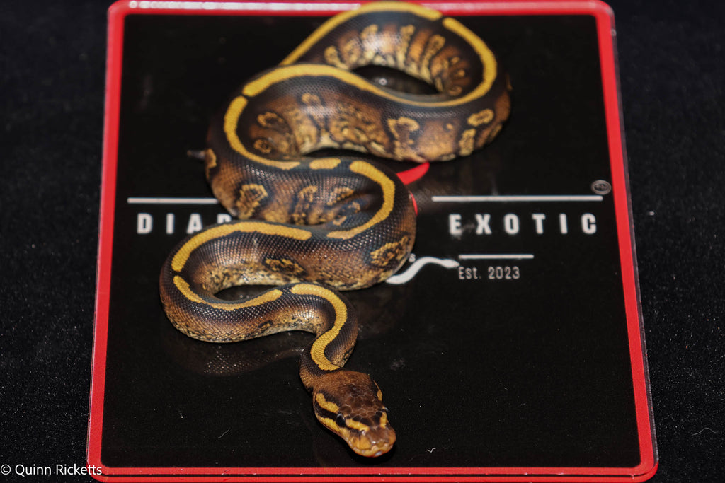 Stranger Orange Dream Spotnose Yellowbelly Clown Het Monsoon