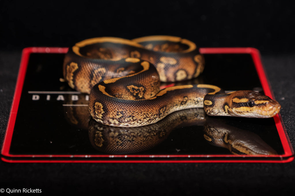 Stranger Orange Dream Spotnose Yellowbelly Clown Het Monsoon