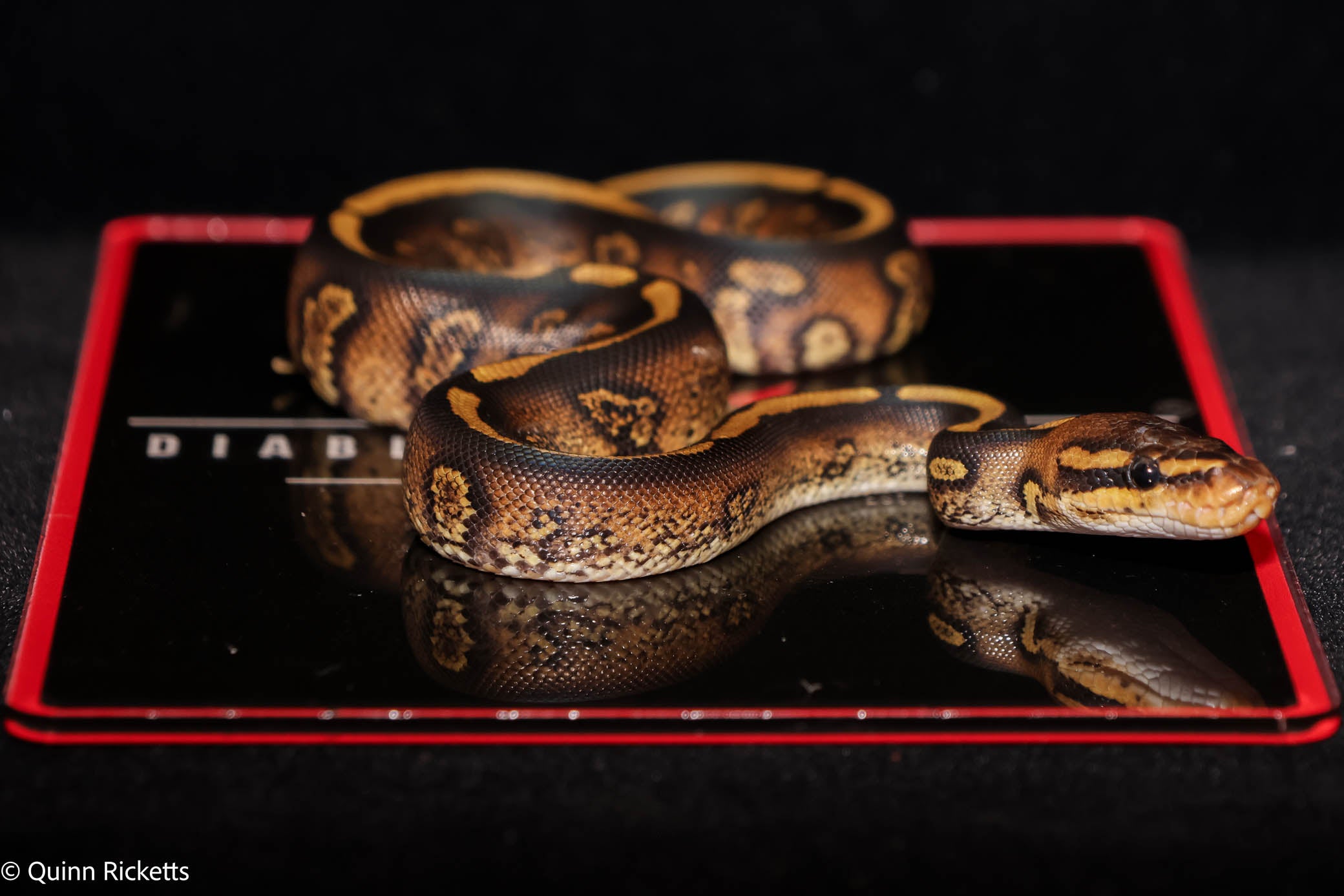 Stranger Orange Dream Spotnose Yellowbelly Clown Het Monsoon