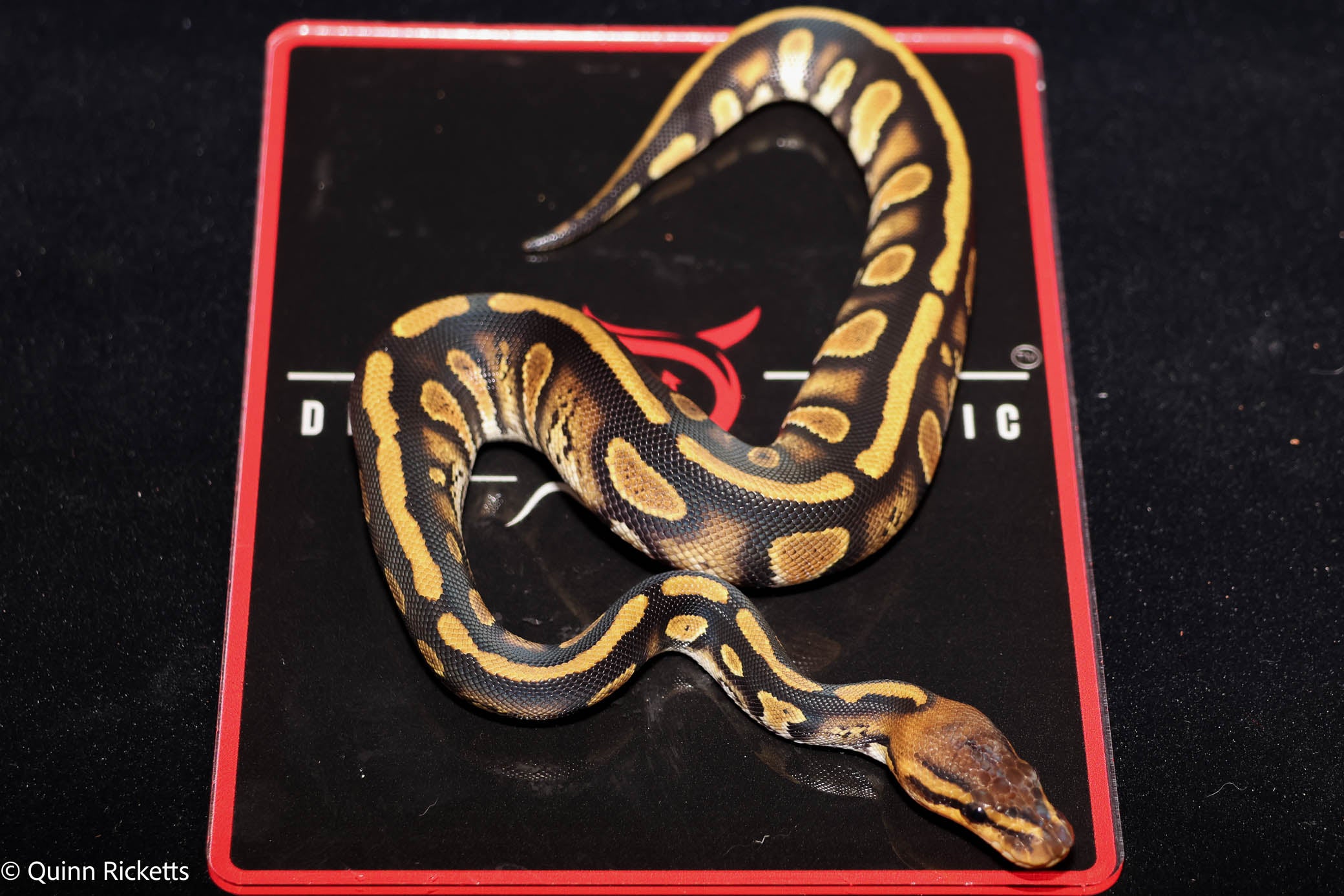 Stranger Spotnose Orange Dream Yellowbelly Clown Het Monsoon