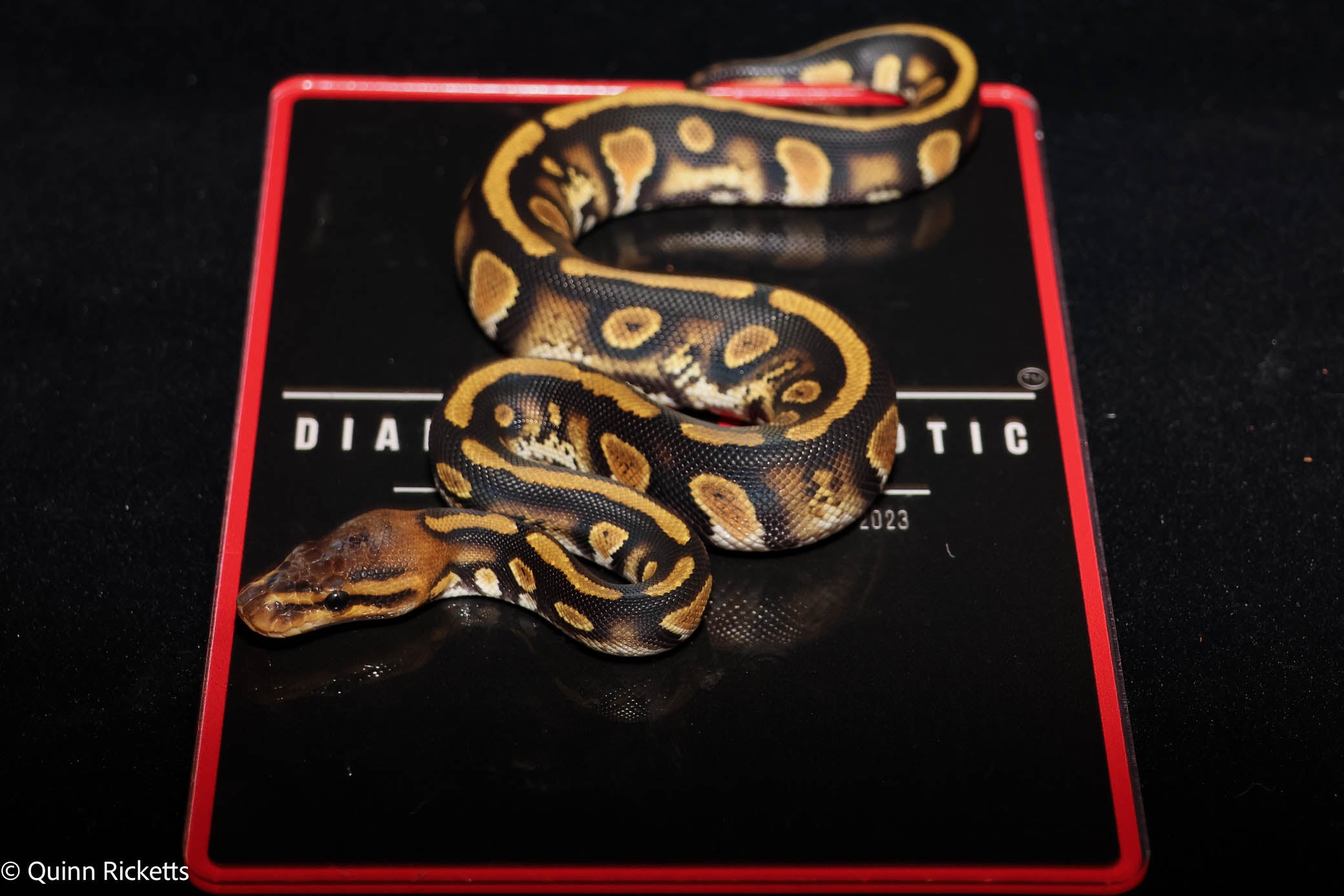 Stranger Spotnose Orange Dream Yellowbelly Clown Het Monsoon