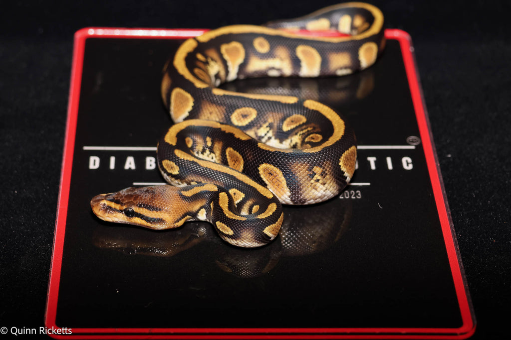 Stranger Spotnose Orange Dream Yellowbelly Clown Het Monsoon