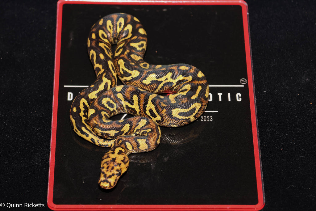Stranger Spotnose Yellowbelly Clown Het Monsoon Ball Python