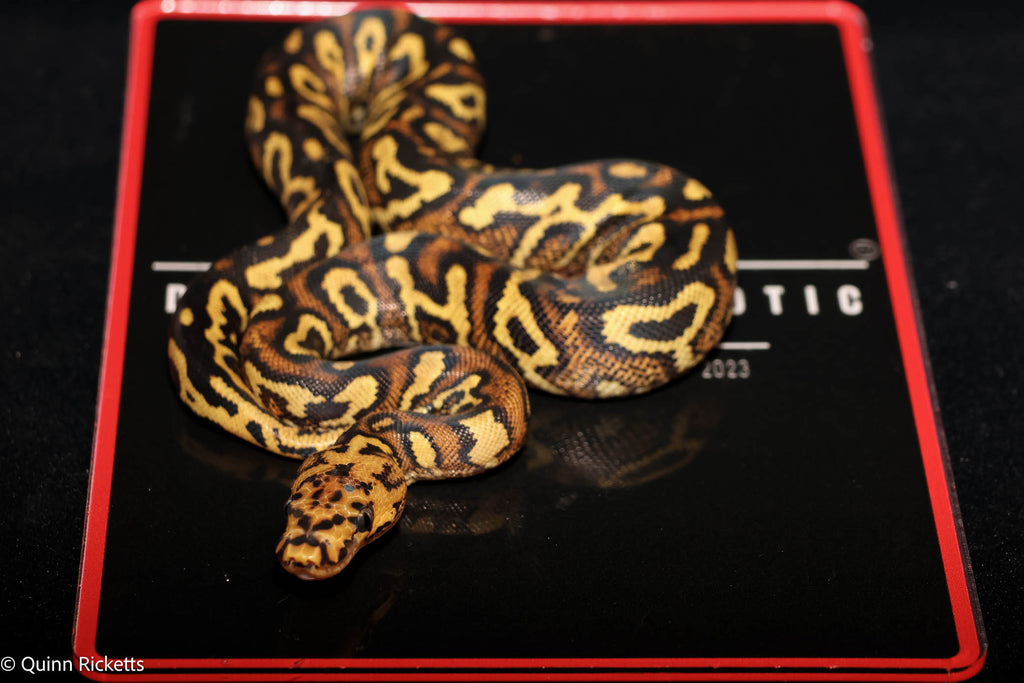 Stranger Spotnose Yellowbelly Clown Het Monsoon Ball Python