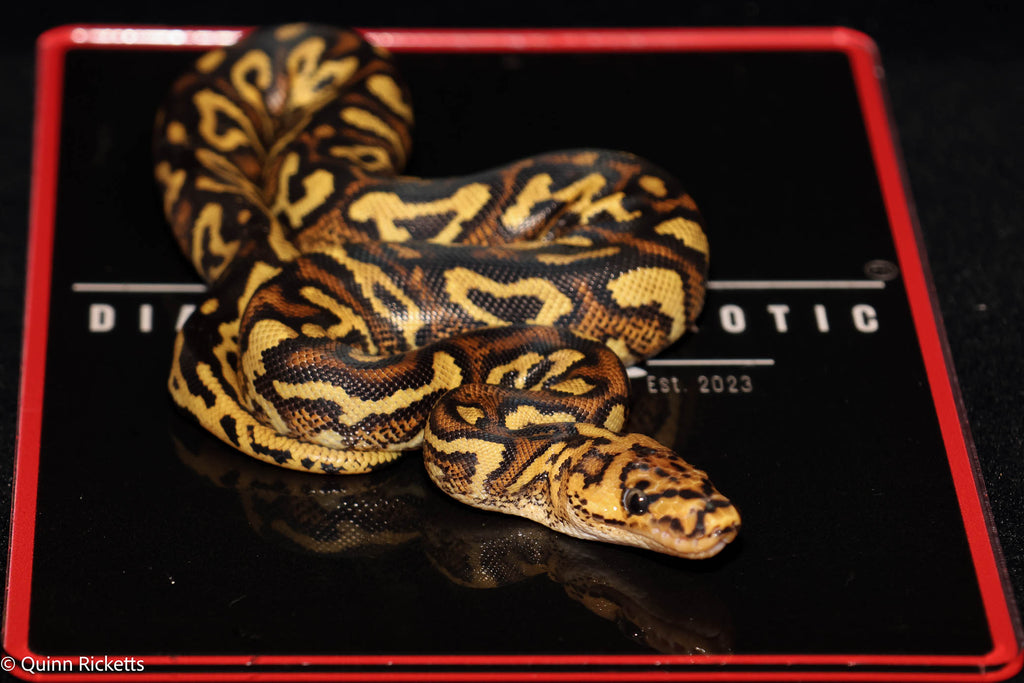 Stranger Spotnose Yellowbelly Clown Het Monsoon Ball Python