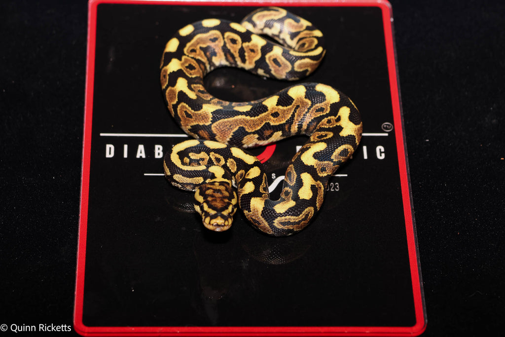 Stranger Spotnose Orange Dream Yellowbelly Clown Het Monsoon