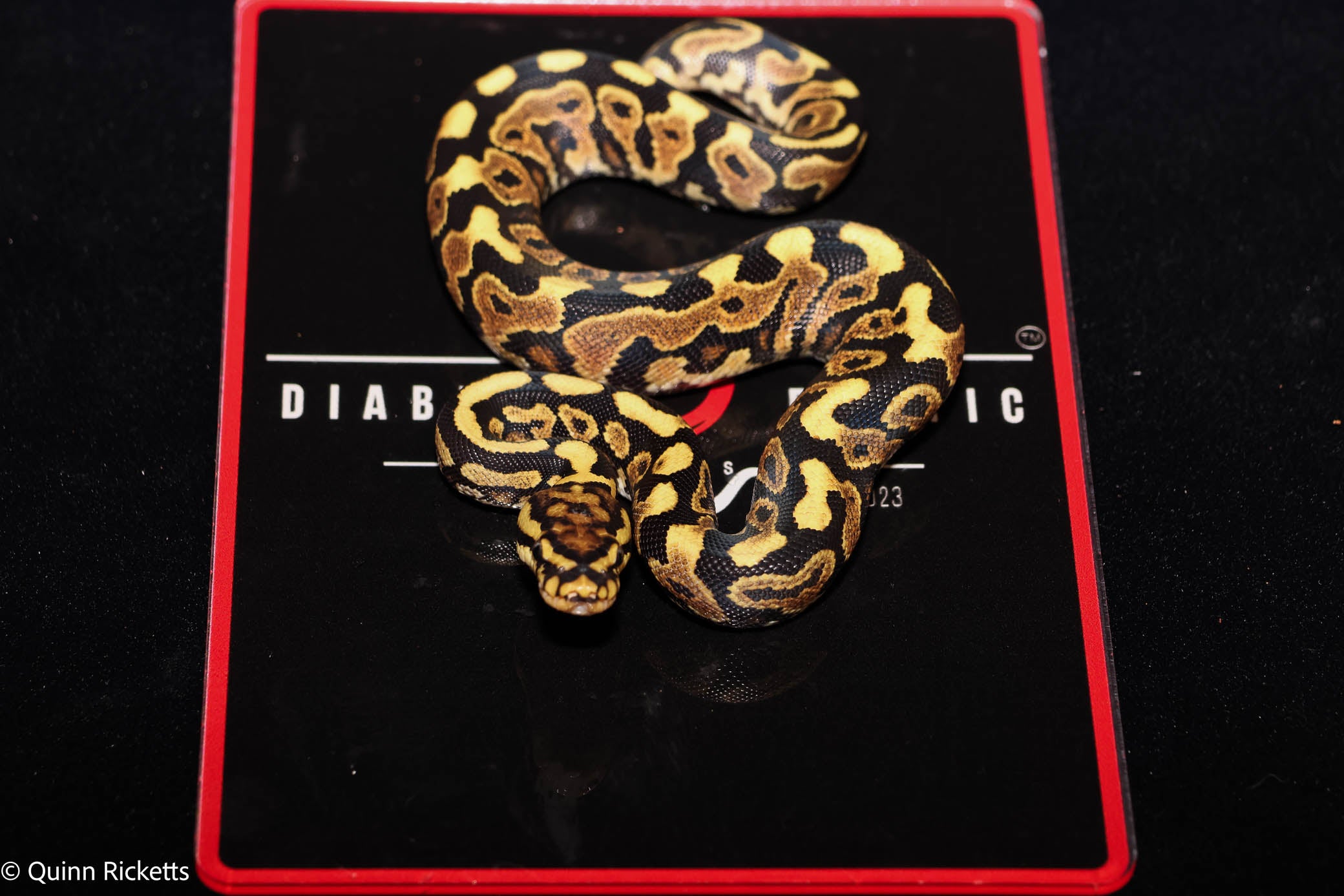 Stranger Spotnose Orange Dream Yellowbelly Clown Het Monsoon