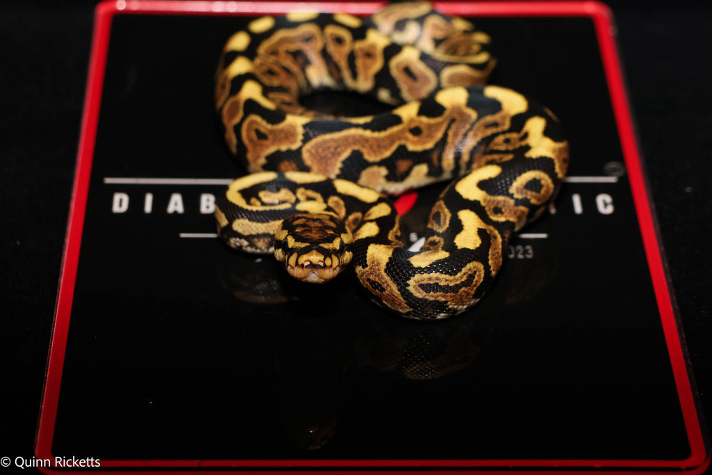 Stranger Spotnose Orange Dream Yellowbelly Clown Het Monsoon