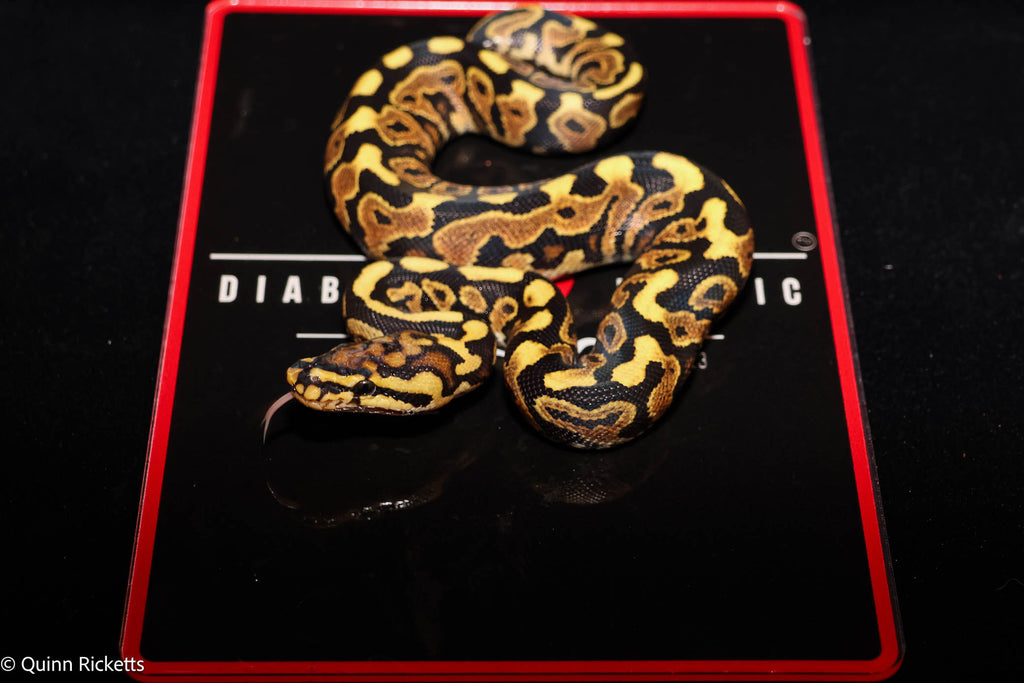 Stranger Spotnose Orange Dream Yellowbelly Clown Het Monsoon