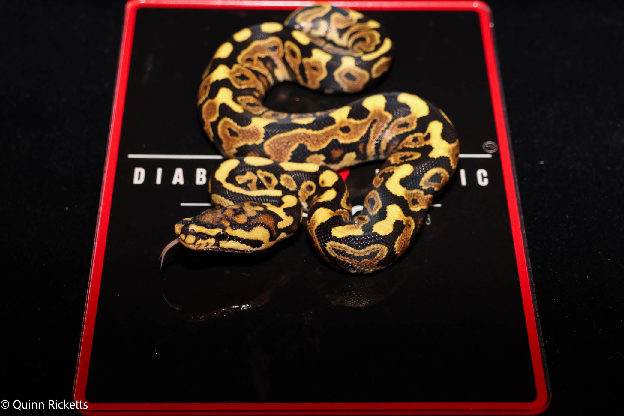 Stranger Spotnose Orange Dream Yellowbelly Clown Het Monsoon