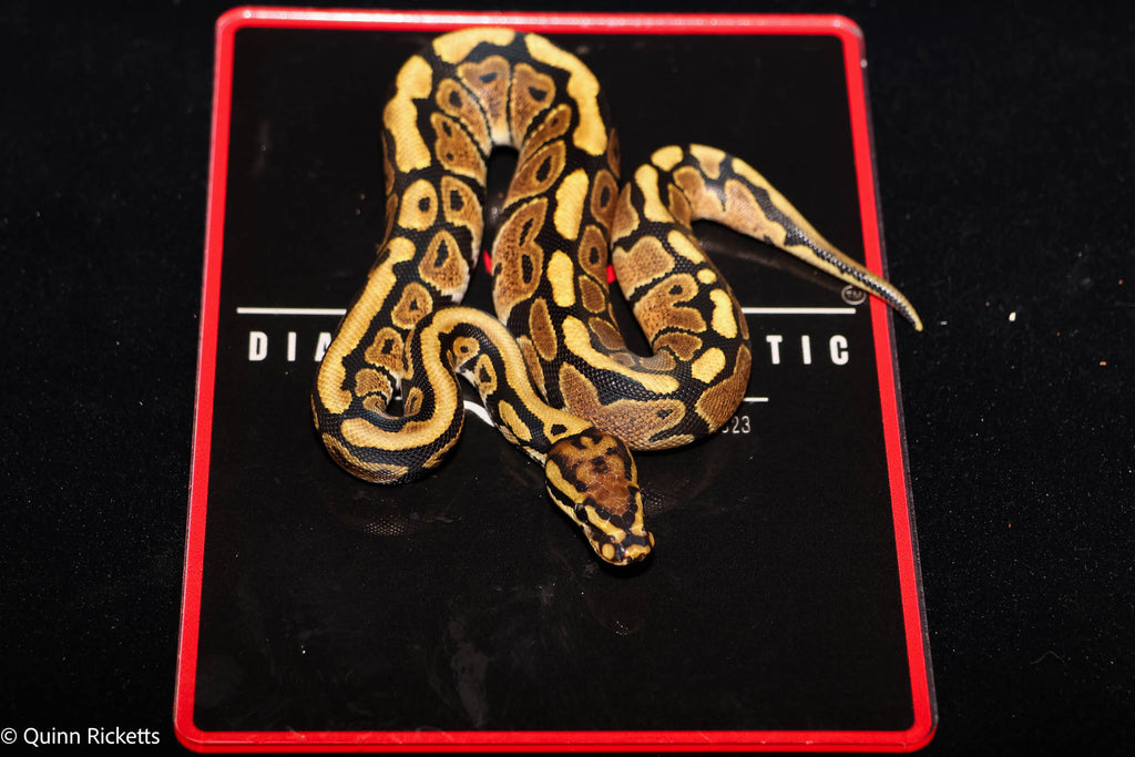 Stranger Spotnose Het Clown Het Monsoon Ball Python