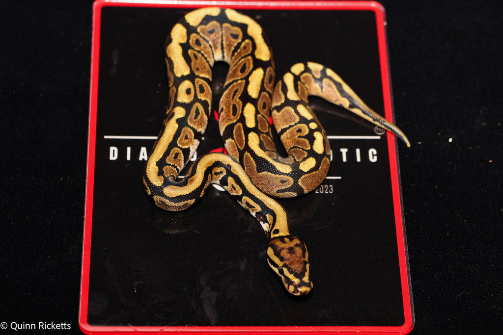 Stranger Spotnose Het Clown Het Monsoon Ball Python