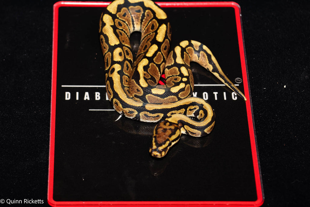 Stranger Spotnose Het Clown Het Monsoon Ball Python