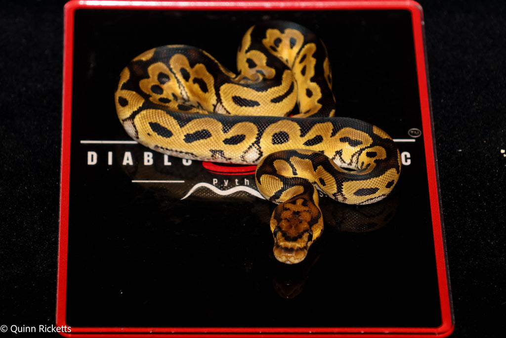 Stranger Spotnose Orange Dream Yellowbelly Clown Het Monsoon