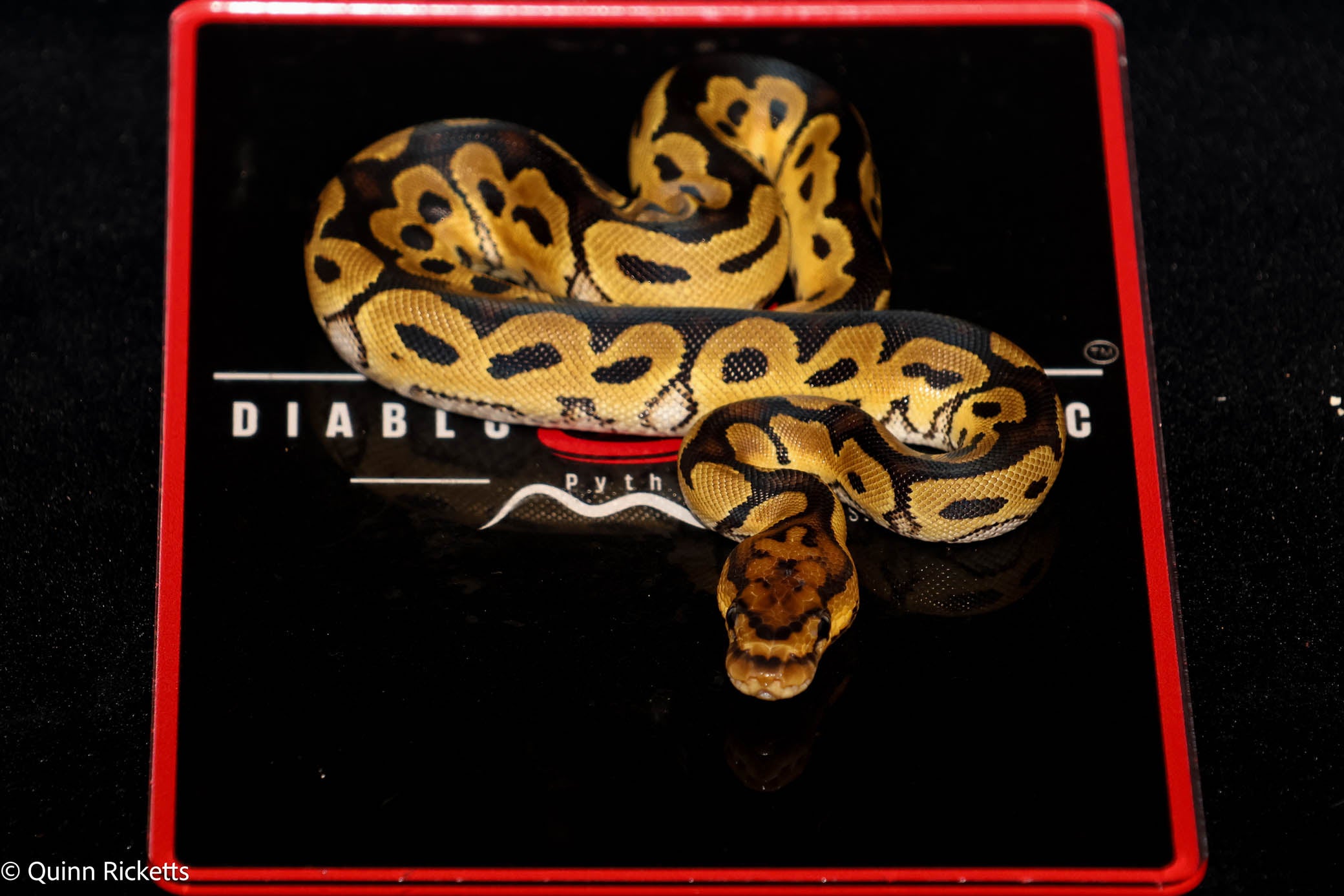 Stranger Spotnose Orange Dream Yellowbelly Clown Het Monsoon