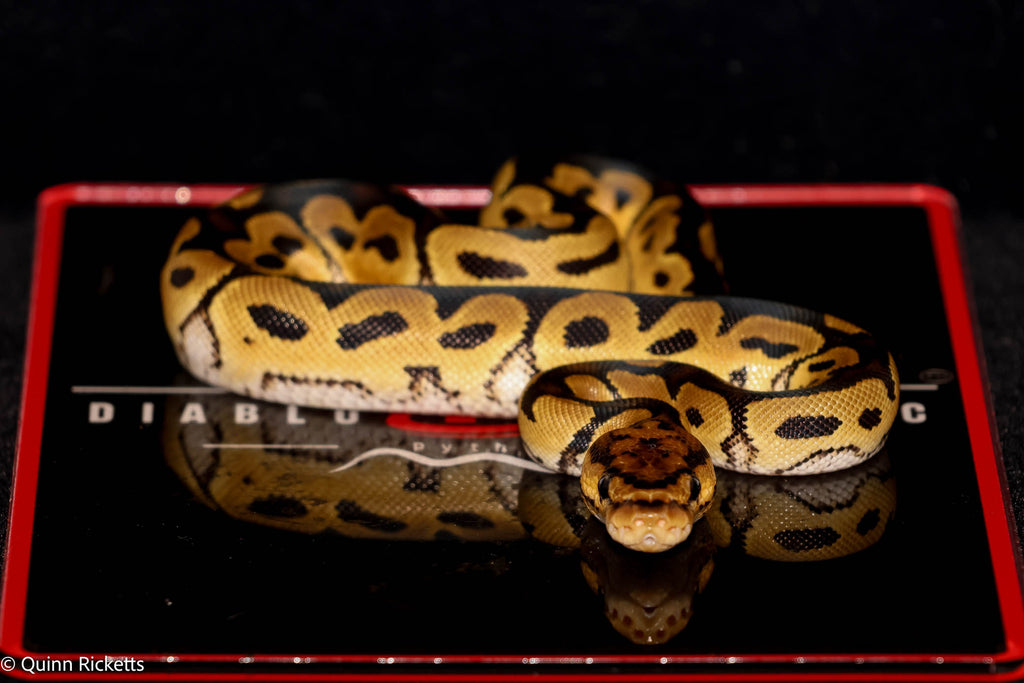 Stranger Spotnose Orange Dream Yellowbelly Clown Het Monsoon