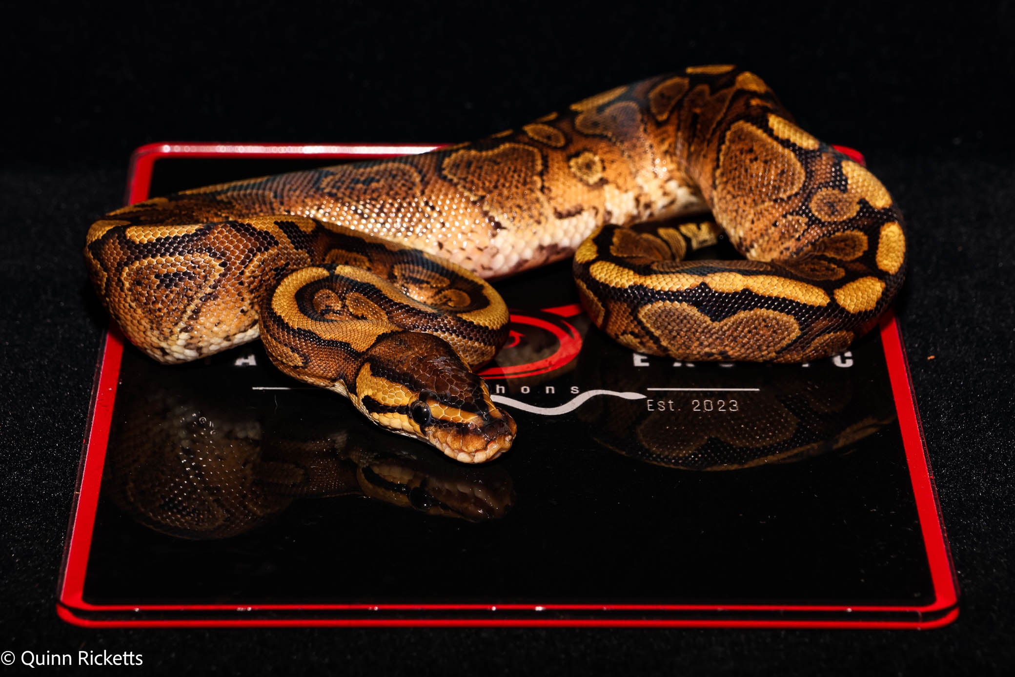 Stranger Mahogany YB Ball Python