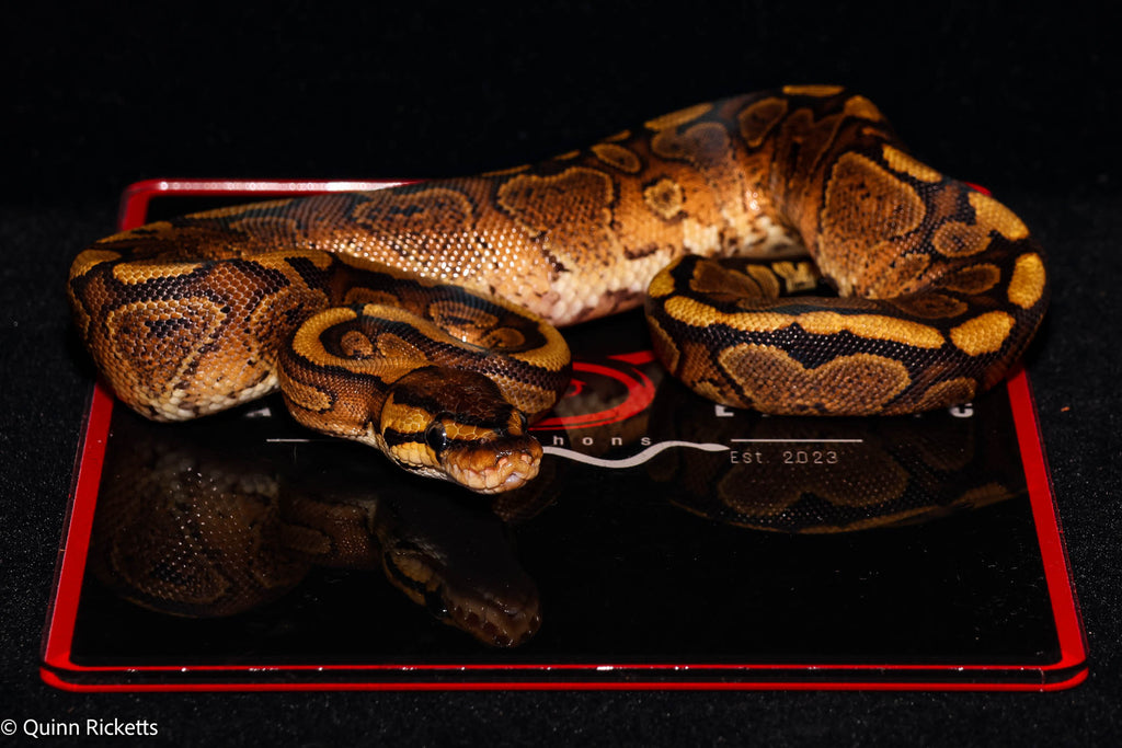 Stranger Mahogany YB Ball Python