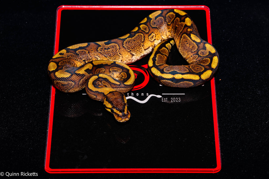 Stranger Mahogany YB Ball Python