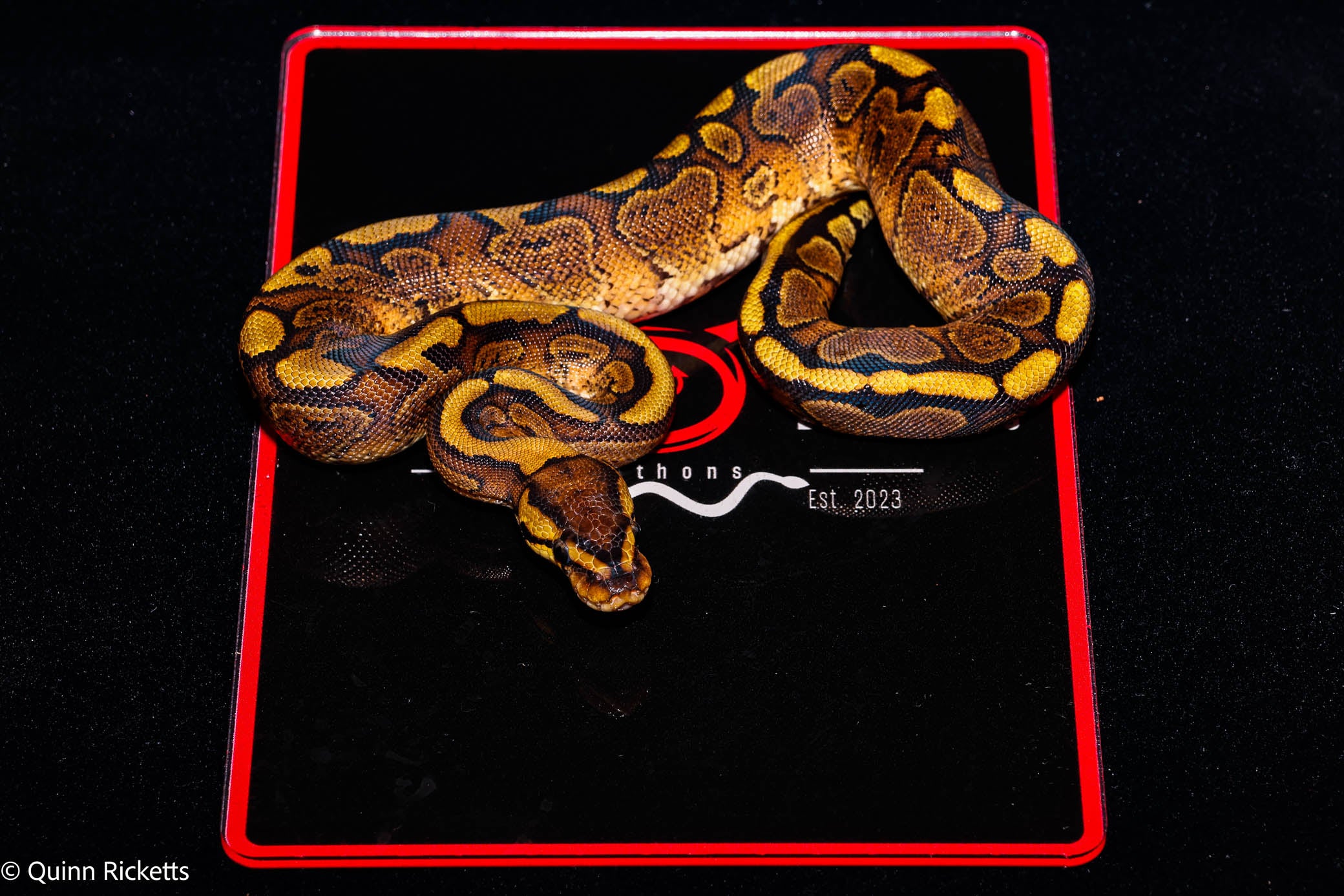 Stranger Mahogany YB Ball Python