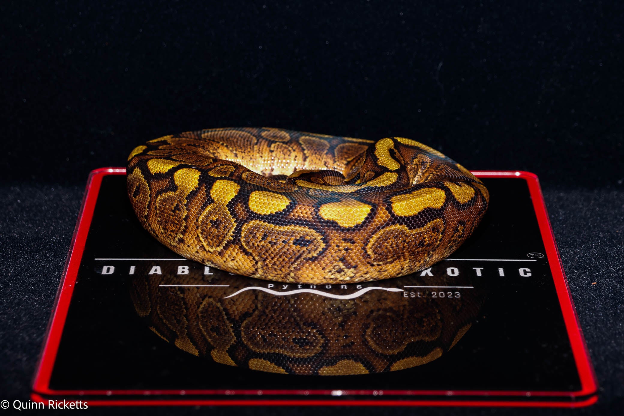 Stranger Mahogany YB Ball Python