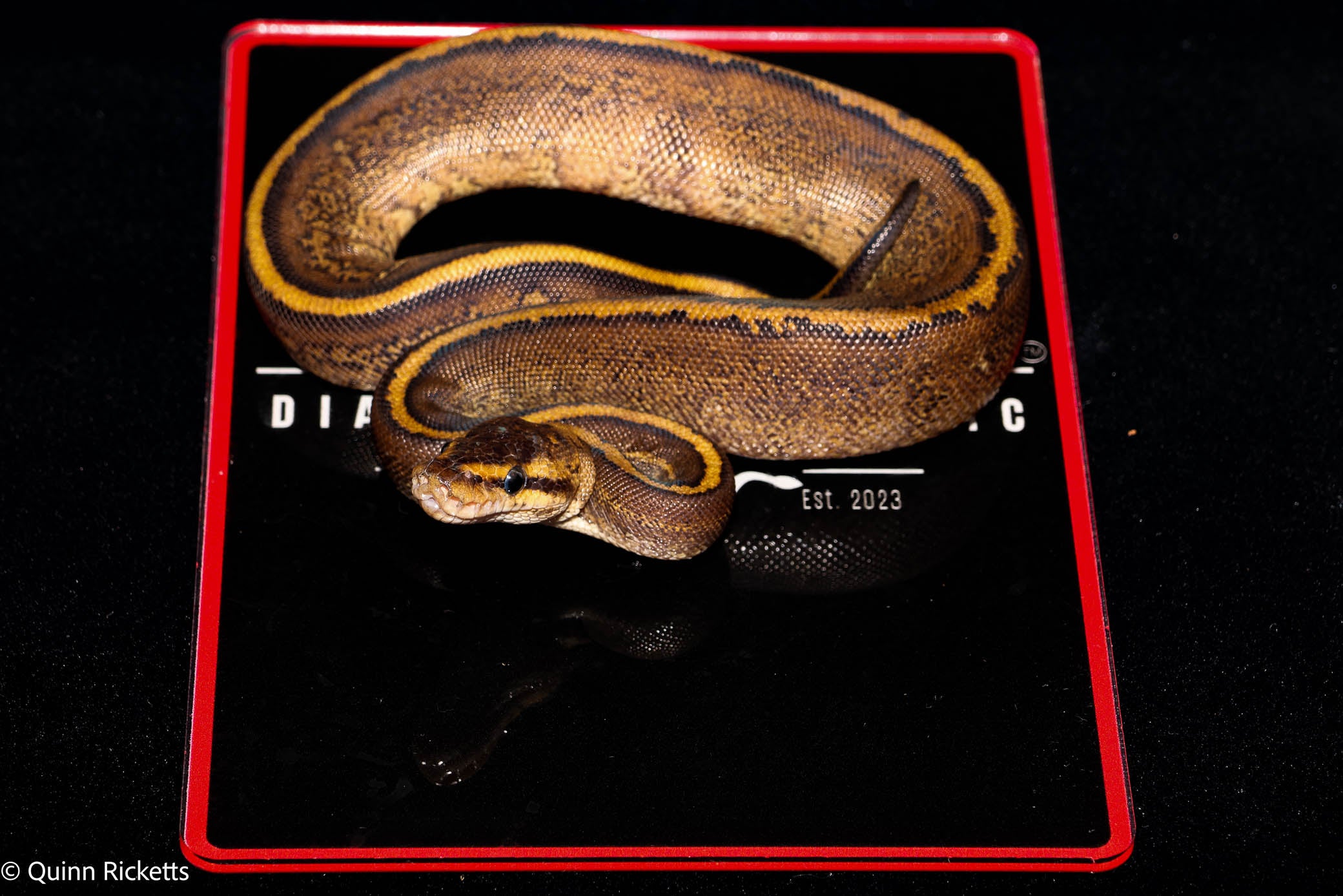 Stranger Mahogany Spark Ball Python