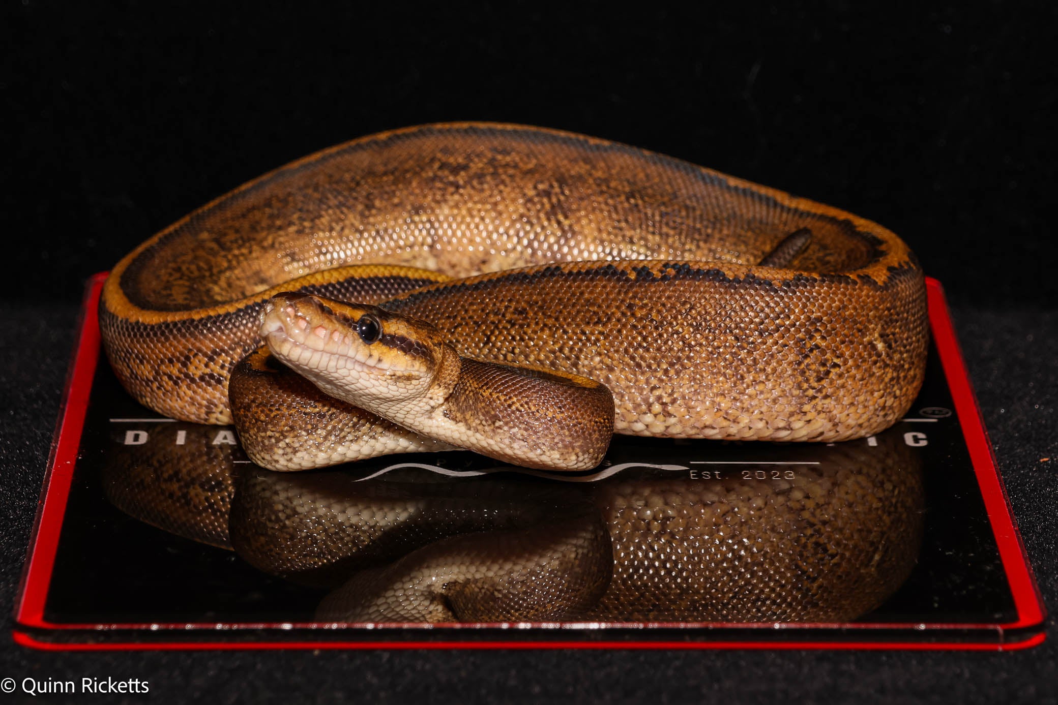 Stranger Mahogany Spark Ball Python