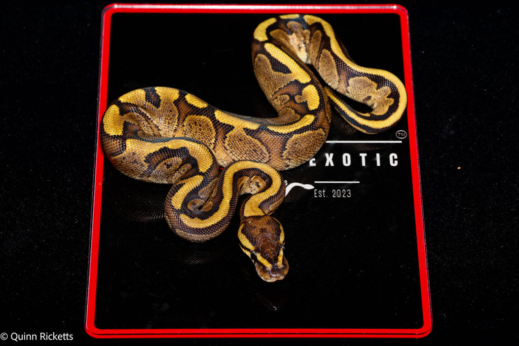 Stranger Puma Mahogany GHI Het Piebald