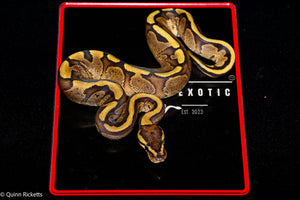 Stranger Puma Mahogany GHI Het Piebald