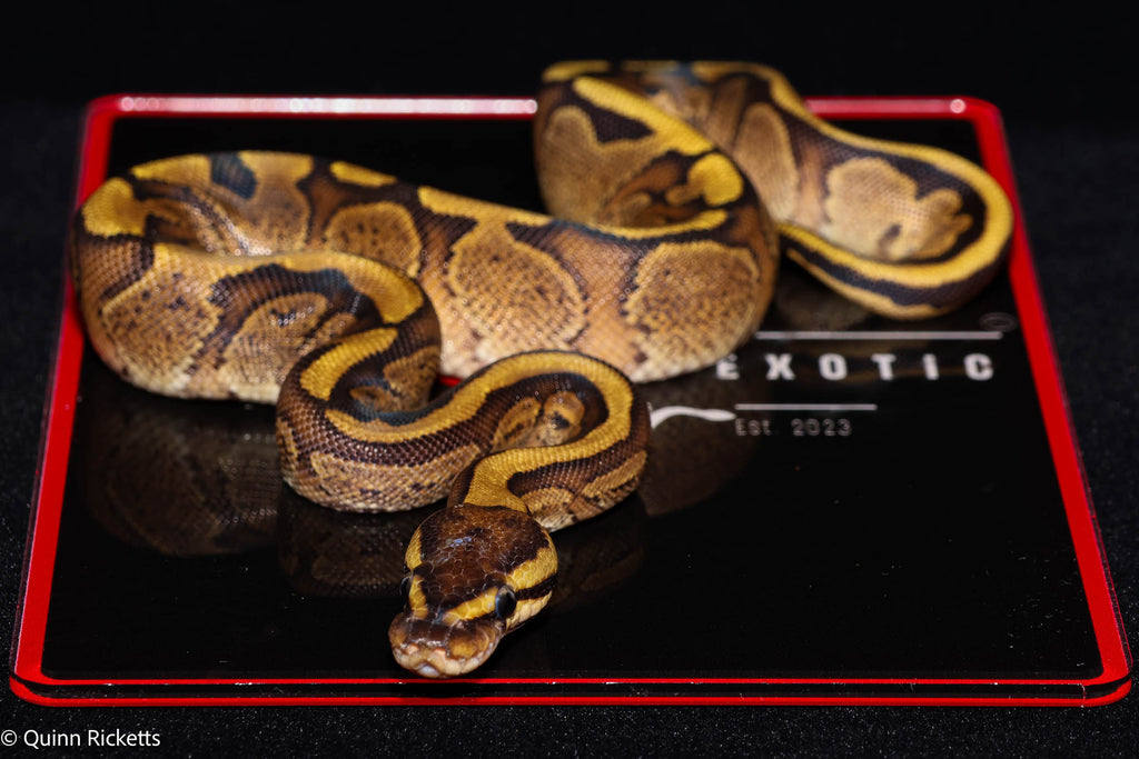 Stranger Puma Mahogany GHI Het Piebald
