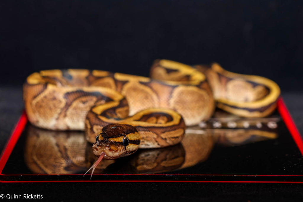 Stranger Puma Mahogany GHI Het Piebald