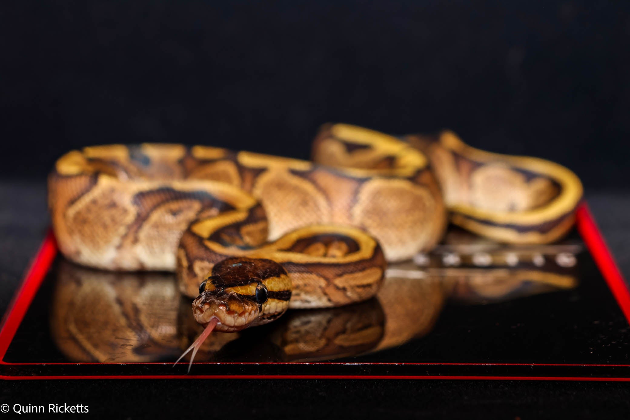 Stranger Puma Mahogany GHI Het Piebald