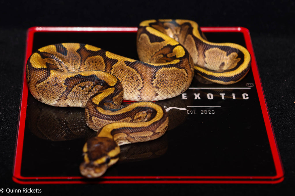 Stranger Puma Mahogany GHI Het Piebald