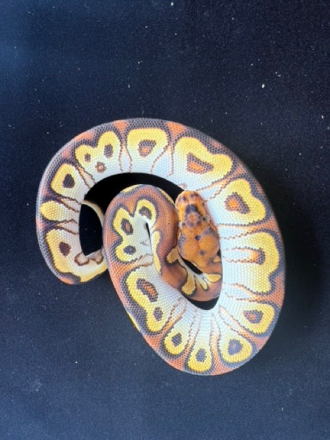 Super OD Cypress Clown Ball Python for Sale – Diablo Exotic Pythons
