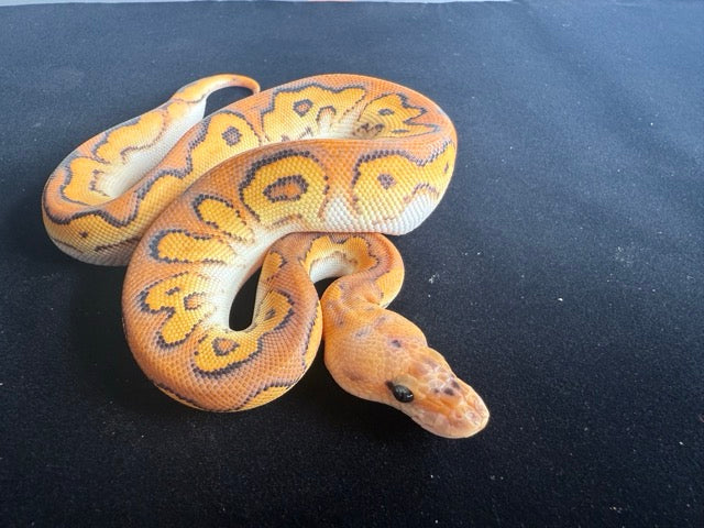 Super Orange Dream Fire Barnhart Black Pastel Cypress Clown Ball Python